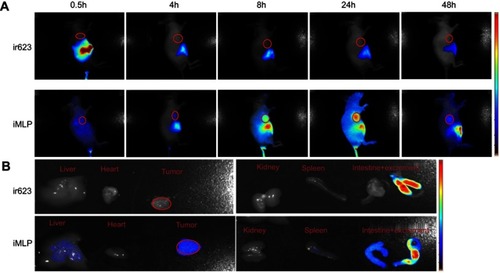 Figure 6 Biodistribution of ir623 and iMLP in HT-29 tumor-bearing mice. (A) Representative images of in vivo whole-body imaging of mice at 0.5, 4, 8, 24, and 48 hrs postintravenous injection of ir623 and iMLP. (B) The ex vivo optical images of the tumors and other major organs from the sacrificed mice (n=3).Abbreviation: iMLP, iDSPE-embeded moeixitecan-loaded liposomal nanoparticles.