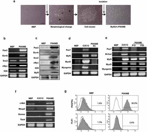 Figure 1. Myogenic reprogramming of MEF by Pax3, Sox2, Klf4, cMyc, and Esrrb (a) The process of induction of Pax3, Sox2, Klf4, cMyc, and Esrrb. The PSKME cells indicates MEF cells which are transduced by Pax3, Sox2, Klf4, cMyc, and Esrrb. The PSKME cells represents morphological changes including formation of cell cluster. The morphological changes assessed by bright-field microscopy. MEF, mouse embryonic fibroblast. Scale bar = 200 µm. (b) RT-PCR of exogenous transcriptional factors. The PSKME cells expressed all the five exogenous transcriptional factors. (c) Western blotting of exogenous transcriptional factors and Myf5. The PSKME cells expressed all the five exogenous transcriptional factors and Myf5 in protein level. (d) RT-PCR of myogenic related factors in early passage (P5). The PSKME cells expressed only Myf5 among myogenic-related genes. P5, passage 5. (e) RT-PCR of myogenic related factors in middle (P10) and late passages (P20). P10, passage 10; P20, passage 20. (f) RT-PCR of myogenic development-related genes. The PSKME cells express myogenic-related genes. c-Met, receptor of hepatocyte growth factor; Mesp2, mesoderm posterior 2; Eomes, eomesodermin; Tbx4, T-box transcription factor 4. (g) Representative images of FACS analysis of PDGFR-α and FLK1. The PSKME cells are PDGFRα+/FLK-1−, whereas MEF cells are negative for both, suggesting that the PSKME cells have characteristics of paraxial mesoderm. P5. PDGFR-α, platelet-derived growth factor receptor-α; FLK1, receptor of vascular endothelial growth factor.