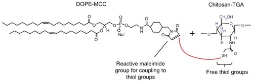 Figure 1 Reaction scheme for the covalent coupling of chitosan-TGA to a maleimide-functionalized phospholipid to form a stable thioether bond.Abbreviations: DOPE-MCC, 1,2-dioleoyl-sn-glycero-3-phosphoethanolamine-N-[4-(p-maleimidomethyl)cyclohexane-carboxamide]; TGA, thioglycolic acid.