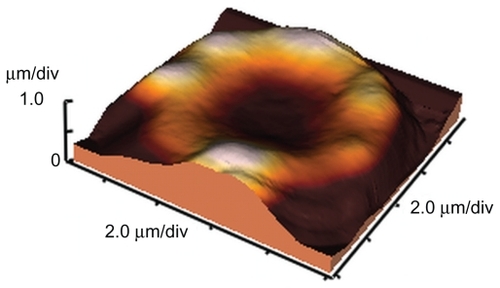 Figure 8 Surface morphology of the erythrocyte incubated with methylprednisolone for 12 hours at a concentration of 1 mg/mL. Imaging was performed in buffer solution (pH 7.4) with contact mode atomic force microscopy.