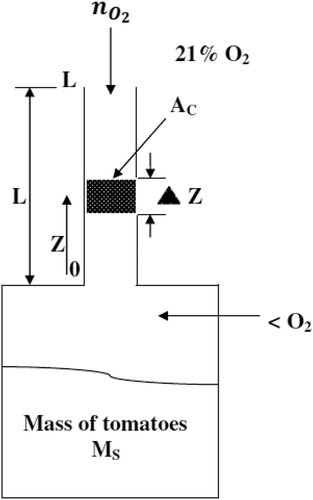 Figure 1. Diffusion of O2 into a storage chamber through the diffusion path.
