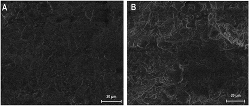 Figure 7. SEM observation of both formulations heated at 1250°C.