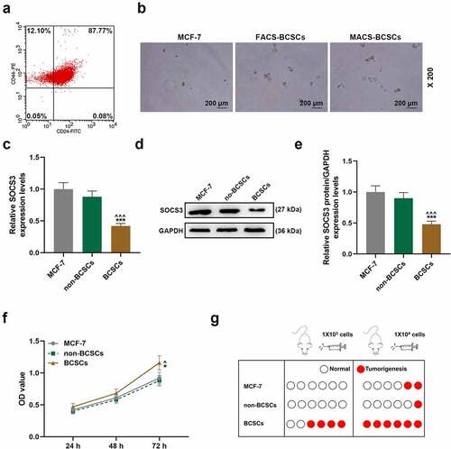 Figure 2. The isolation of breast cancer stem cell and the detection of biological characteristics. (a) Flow cytometry was used to sort CD44+/CD24- breast cancer stem cells (BCSCs). (b) The formation of mammary glands of MCF-7 cells and sorted BCSCs was measured by sphere formation assay (magnification × 200). (c-e) The expression of SOCS3 in MCF-7 cells, non-BCSCs and BCSCs were measured by RT-qPCR and Western blot, respectively. Each experiment was repeated three times independently. RT-qPCR: Real-time quantitative PCR. GAPDH was set as control. (f) MTT assay was constructed to detect the viability of each group of cells at 24 h, 48 h, 72 h. (g) The nude mouse tumor xenotransplantation experiment was used to detect the tumorigenic ability of cells in each group of within nude mice. ^P < 0.05, ^^^P < 0.001 vs. MCF-7; *P < 0.05, ***P < 0.001 vs. non-BCSCs.