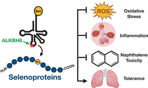 Figure 7. Model for the epitranscriptomic writer based response to naphthalene. Our study supports a model in which ALKBH8-catalysed epitranscriptomic marks promote the translation of selenoproteins important for handling stress, preventing naphthalene toxicity and driving tolerance.