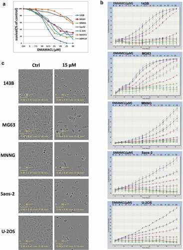 Figure 1. DMAMCL suppresses OS cell proliferation in vitro. (a) Five OS cell lines (143B, MG63, MNNG, Saos-2, and U-2OS) and the mouse fibroblast cell line NIH3T3 cell and human retinal epithelial cell line ARPE19 cell were treated with different concentrations of DMAMCL for 72 h. Cell survival was detected by MTS assay. The percentage of surviving cells was calculated by normalizing the absorbance value of the treated cells by the absorbance value of the control cells within every cell line. Means and SD were shown. (b) The real-time evaluation of cell confluence after DMAMCL treatment in each cell line was performed by IncuCyte ZOOM. The points showed means and SD of three replicates. (c) The images of OS cell lines after treated with DMAMCL (0, 15 µM) for 72 h were shown, respectively