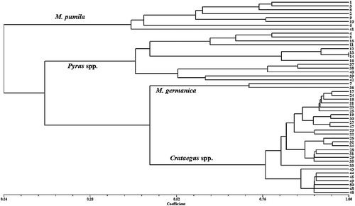 Figure 1. Dendrogram obtained from cluster analysis of samples from Rosaceae family based on Jaccard's similarity coefficient and UPGMA method.