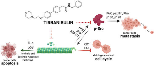 Figure 4 Graphical summary of tirbanibulin mechanism of action (ATNXUS-KX01-001 study): representative summary of tirbanibulin described and potential mechanisms of action. Tirbanibulin inhibits tubulin polymerization, activating intrinsic and extrinsic apoptotic pathways of cancer cells inducing IL-α and P53. The disruption of the cytoskeleton leads to the arrest of the cell cycle via multiple factors (eg, CD1, FAK) and might affect Src intracellular trafficking (FAK, Rho and GEF-H1) and Src-mediated signaling (FAK, paxillin, Rho, p130, p120) causing the inhibition of p-Src and metastasis. This figure was created with “BioRender.com”.