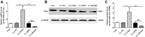 Figure 1 Ufm1 expression in RAW264.7 cells. (A) Relative mRNA levels of Ufm1 in the control, Lv-NC, Lv-Ufm1, Lv-shNC and Lv-shUfm1 groups were measured by qRT-PCR. (B) The protein levels of Ufm1 in the control, Lv-NC, Lv-Ufm1, Lv-shNC and Lv-shUfm1 groups were assayed by Western blot analysis, and GAPDH was used as an internal control. (C) Relative protein levels of Ufm1 in the control, Lv-NC, Lv-Ufm1, Lv-shNC and Lv-shUfm1 groups were measured by Western blot analysis. The data are presented as the mean±SD, n=3. ***P<0.001 compared to the Lv-NC group, ###P<0.001 compared to the Lv-shNC group, ΔΔΔP<0.001 compared to the Lv-Ufm1 group.
