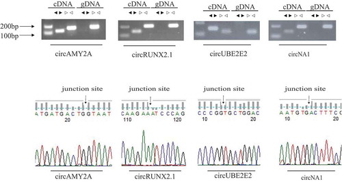 Figure 4. Experimental validation of circular RNAs. (a) Divergent primers and convergent primers were used to amplify circRNAs in cDNA and genomic DNA (gDNA). Black triangles represent divergent primers white triangles represent convergent primers. (b) Sanger sequencing confirmed the back-splicing junction sequence of circRNAs.