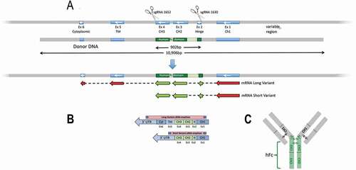 Figure 1. (a) Targeting strategy to create Tg32-hFc mouse strain. Two sgRNAs 1652 and 1630 were combined with Cas9 in the presence of human donor DNA to mediate HDR replacement of mouse Igh1 exons 2-4 with the human equivalents, whilst maintaining splice accepter and donor sites; see Supplemental Figure 1. Mouse segments in blue, human in green. Correct integration and expression are predicted to give two chimeric mRNAs isoforms. CH1, constant heavy chain 1; CH2, constant heavy chain 2; CH3, constant heavy chain 3; Fc, fragment crystallizable region. (b) Shows predicted mRNAs from the region which were verified by RT-PCR, amplicons generated from the cDNA template used a common forward primer targeting the mouse Ighg1 and a reverse primer specific to the 3’ UTR of each variant; note, both chimeric isoforms were found and their correct splicing and predicted sequence confirmed; see Supplemental Figure 2. Mouse regions shown in blue, human in green.. (c) Schematic of the predicted chimeric IgG1 antibody, with the human hinge and hFc (CH2 and CH3) domains (in green).