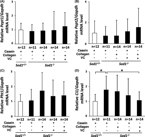 Fig. 4. Treatment with CP and the VC derivative partially normalized the transcriptional profiles of POT family genes in the skin tissues of the hairless Sod1−/− mice.Notes: The relative mRNA expression levels of (A) Pept1, (B) Pept2, (C) Pht1, and (D) Ci1 were determined using qRT-PCR. The data indicate the mean ± SD; *p < 0.05.