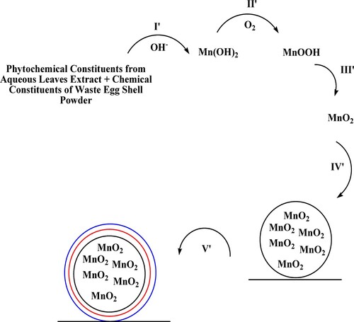 Scheme 2. Possible mechanism of MnO2@waste eggshell nanocomposite formation.