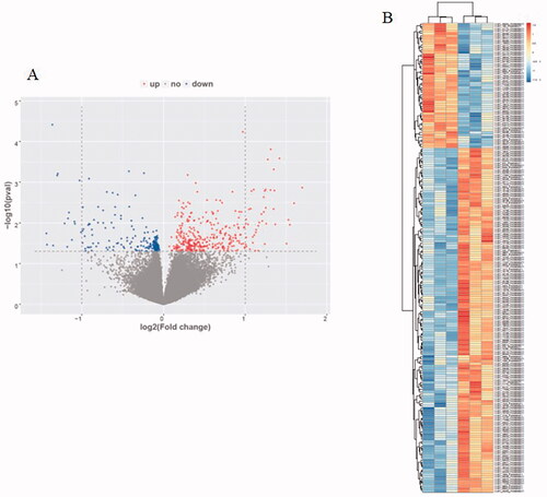 Figure 2. Human circRNAs microarray. (A) Volcano map of circRNAs microarray. (B) Heat map of circRNAs microarray.