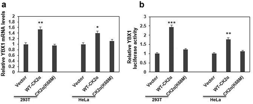 Figure 2. CK2α regulated the expression of YBX1 at transcriptional level. (a). The YBX1 transcript levels determined by qRT-PCR after the transfection with wild-type CK2α overexpression vector HA-CK2α or kinase-dead mutation HA-CK2α (K68M) for 48 h in both 293T and HeLa cell lines. (b). The activities of the reporter genes were determined by a dual-luciferase reporter assay system after the transfection with wild-type CK2α overexpression vector HA-CK2α or kinase-dead mutation HA-CK2α (K68M), firefly reporter plasmid and pRL-TK-Renilla for 24 h in 293T and Hela cell lines. The data represent the mean values (±s.d.) of three independent experiments (*p < 0.05, **p < 0.01, ***p < 0.001).