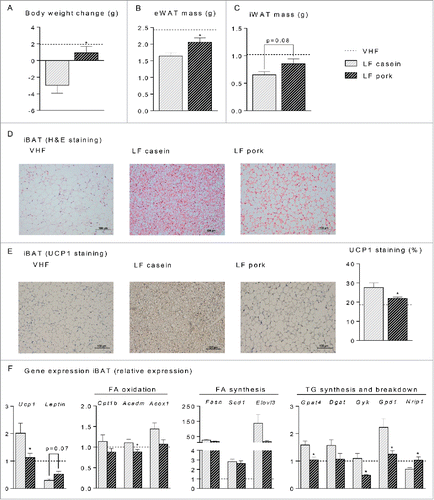 Figure 6. Effect of low fat (LF) diets with casein or pork as protein source on body and fat mass reduction, histological appearance and gene expression in interscapular brown adipose tissue (iBAT). Male C57BL/6J mice were fed a very high fat (VHF) diet for 11 weeks to induce obesity development and were then switched to low fat (LF) diets (n = 10) containing either casein or pork as protein source for 6 additional weeks. One group marked with a scattered line continued eating the VHF diet. (A) body weight change of the mice after 6 weeks on the LF diets. The mice were terminated and (B) the epididymal white adipose tissue (eWAT) mass and (C) the inguinal white adipose tissue (iWAT) mass were recorded. (D) sections of iBAT (n = 4) were stained with eosin and hematoxylin (H&E), scalebar = 100 μm (E) sections of iBAT (n = 4) were immunohistologically stained with an UCP1-antibody and the area quantified, scalebar = 200 μm. (F) expression level of uncoupling protein 1 (Ucp1) and Leptin in addition to genes involved in fatty acid oxidation, carnitine palmitoyltransferase 1b (Cpt1b), acyl-Coenzyme A dehydrogenase, medium chain (Acadm) and acyl-Coenzyme A oxidase 1 (Acox1), fatty acid synthesis, fatty acid synthase (Fasn), stearoyl-Coenzyme A desaturase 1 (Scd1) and elongation of very long chain fatty acids (Elovl3) and triacylglycerol synthesis- and breakdown, microsomal CoA:glycerol-3-phosphate acyltransferase 4 (Gpat4), diacylglycerol acyltransferase 1 (Dgat 1), glycerol kinase (Gyk) glycerol-3-phosphate dehydrogenase 1 (Gpd1) and nuclear receptor interacting protein 1 (Nrip1). Expression levels were normalized to TATA-box binding protein (Tbp). Expression of individual genes in mice fed the LF diet is expressed relative to the expression in the mice fed the VHF (scattered line) diet. Significant differences (p < 0 .05) between the protein sources are presented with*.