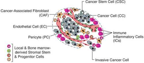 Figure 3 The Cells in the Tumor Microenvironment. Reproduced with permission from Hanahan D, Weinberg RA. Hallmarks of cancer: the nextgeneration. Cell. 2011;144(5):646–674.Citation140 Copyright 2011, Elsevier.