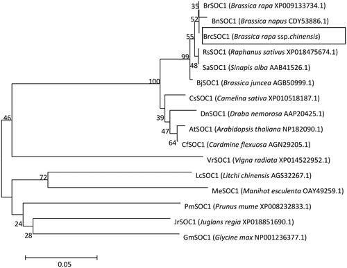 Figure 2. Phylogenetic tree of BrcSOC1 with 15 other SOC1 homologs.Note: The scale bar (0.05) indicates a 5% change in amino acids. Numbers on each branch are bootstrap values