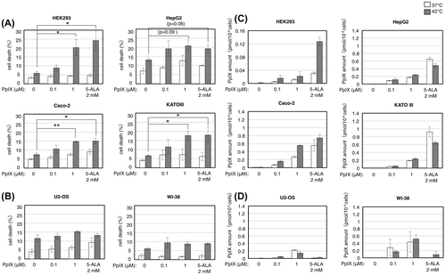 Fig. 3. PpIX directly enhances cell death of certain cancer cell lines under thermal stress.Notes: Human transformed cell line HEK293 and cancer cell lines HepG2, Caco-2, and KATO III (A, C) or human cancer cell line U2-OS and normal human cell line WI-38 (B, D) were grown with indicated concentrations of PpIX or 2 mM 5-ALA at 37 (open bars) and 42 °C (closed bars) for 24 h and counted for cell death by trypan blue staining (A, B) or the cell lysates were subjected to HPLC analysis of intracellular PpIX amount (C, D). Bars represent mean ± SEM (n = 3–5). Brackets: *p < 0.05; **p < 0.01.