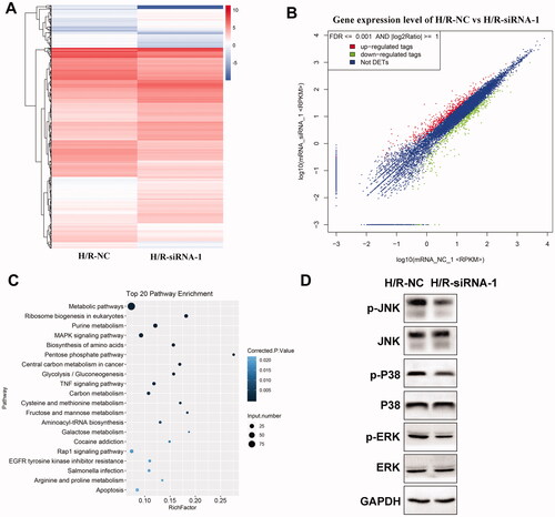 Figure 4. Circ-Snrk knockdown inhibits the H/R-activated MAPK pathway. (A) Hierarchical cluster heat map and (B) scatter plots are used to evaluate the difference in the expression of mRNAs between the NC + H/R and siRNA-1 + H/R groups. The green plots indicate down-regulated genes; the red plots indicate upregulated genes. (C) Top 20 enriched pathways of differently expressed mRNAs by KEGG analysis. D. The effects of circ-Snrk knockdown on MAPK pathway-related key protein levels were detected in cells of the NC + H/R and siRNA-1 + H/R groups via western blot.