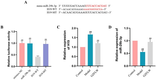 Figure 2. GZFLW downregulates H19 and upregulates miR-29b-3p. (A and B) Correlation between H19 and miR-29b-3p. (C) H19 mRNA. (D) miR-29b-3p mRNA. #p < .05, ##p < .01 in comparison with controls, **p < .01 in comparison with model.