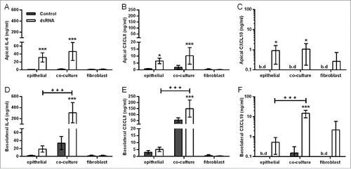 Figure 2. Effect of double-stranded RNA (dsRNA) on proinflammatory mediator release in the polarized epithelial mesenchymal trophic unit (EMTU) co-culture model. Apical (A-C) and basolateral (D-F) cell-free supernatants were harvested from the EMTU co-culture model or human bronchial epithelial cell (HBEC) and fibroblast monocultures 24h after challenge with poly(I:C) (1 µg/ml) and assayed for IL-6 (A,D), CXCL8 (B,E), and CXCL10 (C,F) by ELISA. Results are means ± SD, n = 3–5. *P ≤ 0.05, and ***P ≤ 0.001 for comparison between control and poly(I:C)-stimulated cultures and +++P ≤ 0 .001 for comparison with HBEC monocultures and EMTU co-culture model (2-way ANOVA with Bonferroni correction). b.d. indicates levels below the detection limit of the assay.