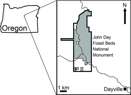 FIGURE 1 Map showing the Sheep Rock unit of John Day Fossil Beds National Monument, Grant County, Oregon. The area where the specimen described here was found is indicated by an asterisk.