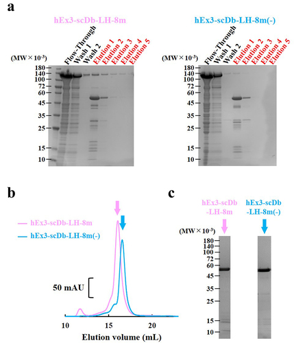 Figure 6. Purification of hEx3-scDb-LH-8m and hEx3-scDb-LH-8m(-) from culture supernatant in SpA affinity chromatography. (a) sodium dodecyl sulfate polyacrylamide gel electrophoresis (SDS-PAGE) analysis after single-step SpA affinity chromatography. (b) gel filtration chromatographs of each hEx3-scDb-LH-8m and (C) SDS-PAGE analysis of monomer fractions indicated by arrows.