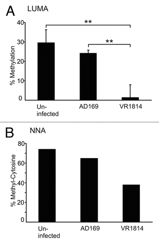 Figure 2. HCMV infection results in decreased DNA methylation. MRC-5 fibroblasts were infected with HCMV-AD169 or -VR1814. DNA methylation was measured after 3 dpi by Luminometric methylation assay (A) and nearest neighbor analysis (B). Bars represent the mean values. LUMA was repeated 4 times. Error bars denote ± standard deviation and p-values calculated by Student’s t-test. ** = p < 0.01