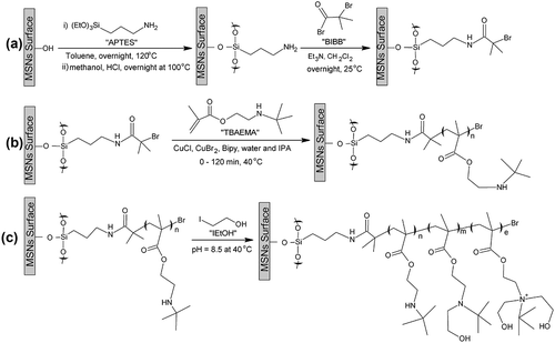 Scheme 1. (A) Schematic representation of the formation of an amide-based ATRP Initiator Layer on mesoporous silica nanoparticles (MSNs) surface. (B) Synthesis of PTBAEMA brush from an initiator-functionalized MSNs surface via ATRP in water/isopropyl alcohol at 40 °C. (C) Suggested surface modification of PTBAEMA brush layer when using iodoethanol at pH 8.5 and 40 °C.