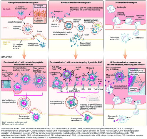 Figure 4. Six approaches by which agents cross through the BBB. Three other pathways include AMT, RMT, and cell-mediated transport. Adapted with permission (Furtado et al., Citation2018). Copyright 2018, John Wiley and Sons.