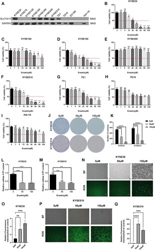 Figure 2. Blocking SLC7A11 suppressed the proliferation of ESCC cells. (A) The protein levels of SLC7A11 in ESCC cell lines and the human esophageal normal cell line were detected using the Western blotting method. Cell viabilities (B-I; red line, 50%) and colony formation abilities (J and K) of ESCC cells after Erastin treatment were detected by CCK8 and colony formation methods. Cellular ATP levels (L and M) and ROS levels (N-Q) were evaluated. ns, no significance; *, p < 0.05; **, p < 0.01; ***, p < 0.001; ****, p < 0.0001.