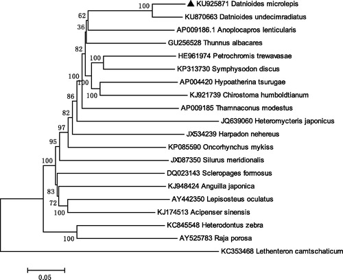 Figure 1. Neighbour-joining (NJ) tree of 20 species complete mitochondrial genomesequence. The phylogenetic relationships of Indonesian tiger fish show 91% identities to Mekong tiger fish, Datnioides undecimradiatus.