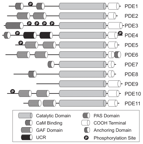 Figure 1 Schematic diagram of the domain structure of the eleven PDE families. Copyright © 2007. Adapted from with permission CitationConti M, Beavo J. 2007. Biochemistry and physiology of cyclic nucleotide phosphodiesterases: essential components in cyclic nucleotide signaling. Annu Rev Biochem, 76:481–511.