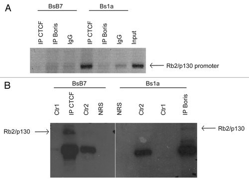 Figure 2. (A) Distribution of kinase motifs associated with phosphorylation sites on selected regulated substrates. High-confidence phosphorylation sites (localization probability > 0.9) were analyzed using the NetworKIN algorithm. Fisher’s exact test and Benjamini-Hochberg adjustment were performed on the kinase-substrate predictions. The color code indicates the BH-adjusted P-value. Selected weblogos are shown in the margin. (B) Cluster-specific distribution of kinase-prediction frequencies corresponding to the enriched kinases shown in (A). (C) Cell cycle arrest assay on cells treated with resveratrol and spermidine at three time points as indicated.