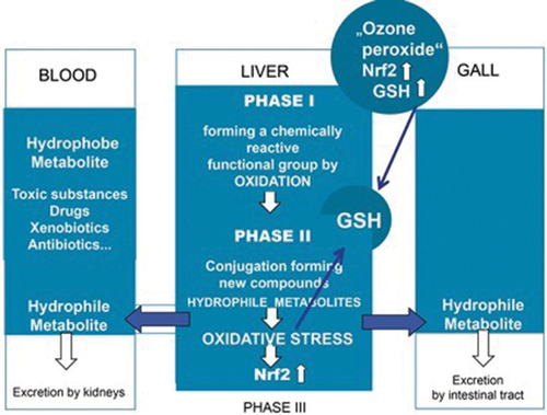 Figure 8. The phases of detoxification – biotransformation and the influence of ozone (based on Löffler Citation2014); modified and extended to Nrf2 and GSH.