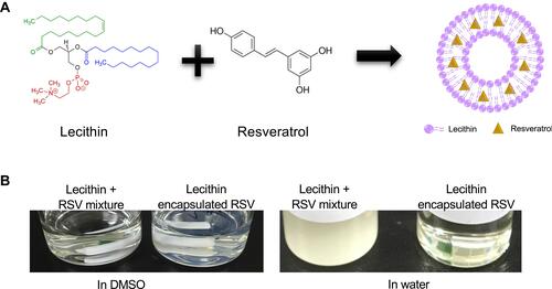 Figure 1 The schematic diagram and feature of the synthesis of Lec(RSV). (A) Schematic representation of the utilization of lecithin and resveratrol to form Lec(RSV) nanoparticles, (B) nanoprecipitation method was used to achieve soluble Lec(RSV).