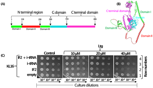 Figure 1. (A) Schematic representation of different domains of IF2 having N terminal region (green colour) encompassing domain II (highlighted in red colour), G domain (cyan colour) and C terminal domain (magenta colour). (B) Structure of the full-length IF2 downloaded from Alpha fold having same colour code for different domain as in (Figure 1A). (C) Dilution spotting plate assay showing growth of serially diluted (10−1, 10−2, 10−3 and 10−4) log phase cultures of KL16 strains harbouring empty plasmid pACDH (TetR) and pEmpty (AmpR) plasmid borne genes of IF2, i-tRNA alone or together (IF2 and i-tRNA) at 28°C for 36 h in the presence of increasing amounts of Ltg. pACDH having ACYC origin of replication expressing IF2 and pEmpty having ColE1 origin of replication expressing metY (i-tRNA) are compatible.