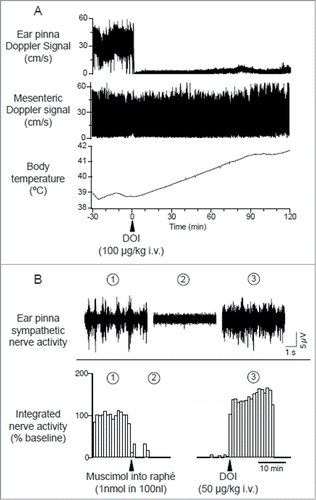 Figure 14. Intravenous administration of 5-hydroxytryptamine (5HT) 2A agonist (±)-1-(2,5-dimethoxy-4-iodophenyl)-2-aminopropane (DOI) elicits ear pinna cutaneous vasoconstriction. (A) The 5HT2A agonist DOI (100 µg/kg i.v.) decreases Doppler blood flow signal selectively in ear pinna not in mesenteric artery, and increases body temperature in a conscious rabbit. Modified from Blessing and Seaman.Citation107 © Elsevier. Permission to reuse must be obtained from the rightsholder. (B) Microinjection of muscimol into the medullary raphé (1 nmol in 100 nl) inhibits spontaneous cutaneous sympathetic activity in ear pinna in an anesthetized rabbit. Subsequent DOI (0.1 mg/kg, i.v.) administration activates ear pinna sympathetic fiber. The circled numbers (1-3) on the nerve discharge traces correspond to the circled numbers on the X axis in the integrated nerve activity traces, indicating the experimental period during which the nerve recording was made. Modified Ootsuka et al.Citation106© Elsevier. Permission to reuse must be obtained from the rightsholder.