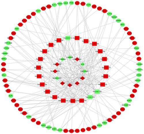 Figure 3 The lncRNA-miRNA-mRNA ceRNA network in AFP-negative HCC. The diamond represents lncRNA, the square represents miRNA and the circle denotes mRNA. The red nodes indicate upregulated RNAs and the green nodes indicate downregulated RNAs.
