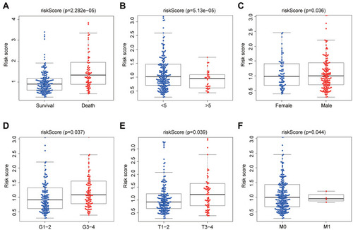 Figure 9 The association between autophagy-related risk signature and clinicopathologic features. (A) The autophagy-related risk signature associated with survival status. (B) The autophagy-related risk signature associated with OS time which be divided into two groups by OS<5 years and OS>5 years. (C) The autophagy-related risk signature associated with gender. (D) The autophagy-related risk signature associated with grade which is divided into two groups, Grade 1–2 (G1-2) and Grade 3–4 (G3-4). (E) The autophagy-related risk signature associated with T stages which is divided into two groups, T1-2 and T3-4. (F) The autophagy-related risk signature associated with M stages which is divided into two groups M0 and M1.