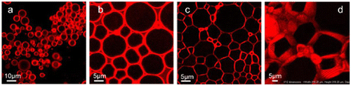 Figure 8. Confocal laser scanning microscopy images of emulsions stabilized by cotton CNCs containing increasing amounts of hexadecane stained with 4,4-difluoro-4-bora-3a,4a-diaza-s-indacene from (a) the original 10/90 oil/water Pickering emulsion; (b) 65% of internal phase; (c) 85.6% of internal phase; (d) the same as panel c using a stacking of 2D 1 μm-thick optical cross-section images to form a 3D reconstruction. Modified from Ref. [Citation76], with permission from American Chemical Society (© ACS 2013).