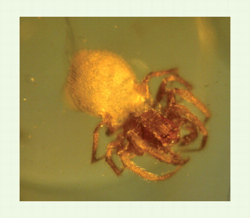 Figure 1. Spider entombed in 100 million-year-old amber from Myanmar (Burma).
