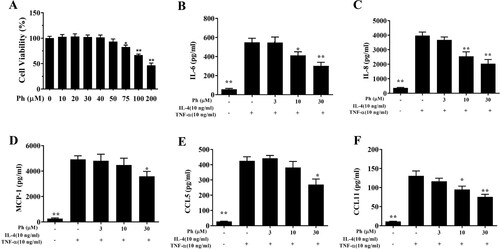 Figure 1. Effects of phillyrin (Ph) on cytokine and chemokine production in BEAS-2B cells. (A) Cell viability of Ph-treated BEAS-2B cells. (B–F) ELISA results show the levels of IL-6 (B), IL-8 (C), MCP-1 (D), CCL5 (E), and CCL11 (F) in BEAS-2B cells treated with TNF-α/IL-4. Data are presented as mean ± SEM. *P < 0.05, **P < 0.01, compared to BEAS-2B cells stimulated with TNF-α/IL-4.