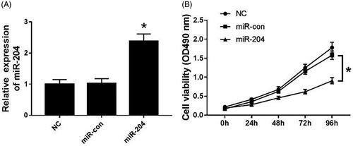 Figure 2. Overexpression of miR-204 inhibits proliferation of C33A cells. (A) The expression of miR-204 in C33A cells of each group; (B) cell viability of C33A cells in miR-204 transfection group. Compared with NC group and miR-con group, *p < .05.