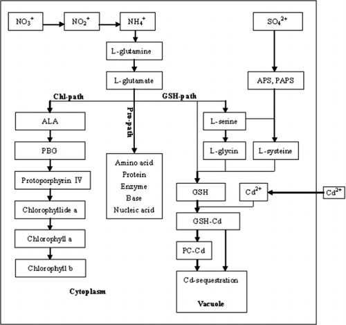 Figure 2. Possible mechanism of detoxification and toxification to cadmium stress in plant. There are three biosynthesis pathways: Chl synthesis pathway (Chl path); GSH synthesis pathway (GSH path); and amino acid, protein, nucleic acid synthesis pathway (Pro path), which compete for L-glutamate. Nitrogen plays a key role in the detoxification or toxification process via glutamate and GSH. The detoxification process is realized by GSH or PC binding Cd and transporting it into the vacuole. When there isn't enough glutamate to synthesis chlorophyll, protein and nucleic acid, and so on, because GSH synthesis consumes more glutamate under cadmium stress, completive inhibition would occur. With more and more Cd entering into the cell, the plant would transfer into the toxification phase and some toxic symptoms, such as chlorosis, will appear.