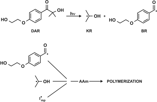 Scheme 2. Photolysis and initiating radical formation: Darocur (DAR), ketyl radical (KR), benzoyl radical (BR).[Citation22]