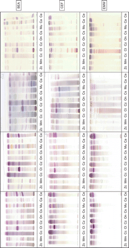 Figure 2.  TLC chromatograms of 10 plant species (left to right: Zanthoxylum capense (Zc), Morus mesozygia (Mm), Calodendrum capense (Cc), Catha transvaalensis (Ct), Cussonia zuluensis (Cz), Ochna natalitia (On), Croton sylvaticus (Cs), Maytenus undata (Mu), Celtis africana (Ca), and Cassine aethiopica (Ce) extracted with hexane, DCM, acetone, and methanol (left to right), developed in BEA, CEF, and EMW (top to bottom), sprayed with vanillin sulfuric acid in methanol.