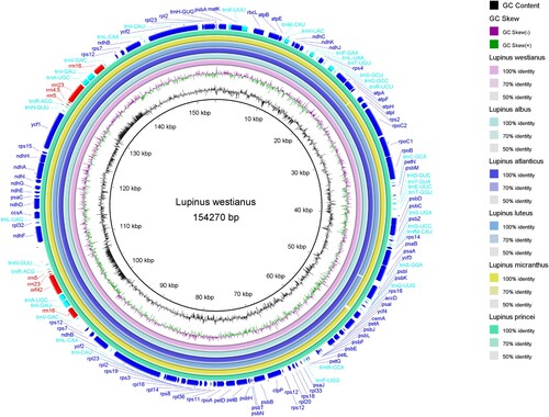 Figure 4. Comparison of chloroplast genome sequences of six Lupinus species. The outer ring show the coding sequences, tRNA genes, rRNA genes and other genes in the forward and reverse strands. The next six rings show the blast results between the chloroplast genomes of L. westianus and other 5 Old World Lupinus species based on BlastN. The following ring is GC skew curve for the L. westianus chloroplast genome. GC skew+ (green) indicates G > C, GC skew − (purple) indicates G < C. The innermost black ring is the GC content curve for the L. westianus chloroplast genome.