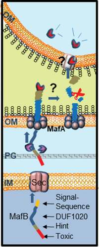 Figure 6. Proposed model for MafB secretion and activation. The MafB proteins contain a cleavable N-terminal signal sequence (yellow) for translocation across the inner membrane (IM) via the Sec translocon. After periplasmic transit, possibly escorted by chaperones like SurA or Skp (purple), MafB interacts with the OM-integrated MafA protein, presumably through its DUF1020 domain. The oligomeric MafA protein constitutes the channel in the OM through which MafB is translocated. After secretion, MafB presumably remains associated with the OM until it interacts with a receptor at the target cell. Then, MafB is cleaved by an unknown protease or via an autocatalytic process that is induced by conformational changes in the protein upon receptor interaction. The C-terminal domain of MafB is thereby released and imported into the target cell where it exerts its toxic activity