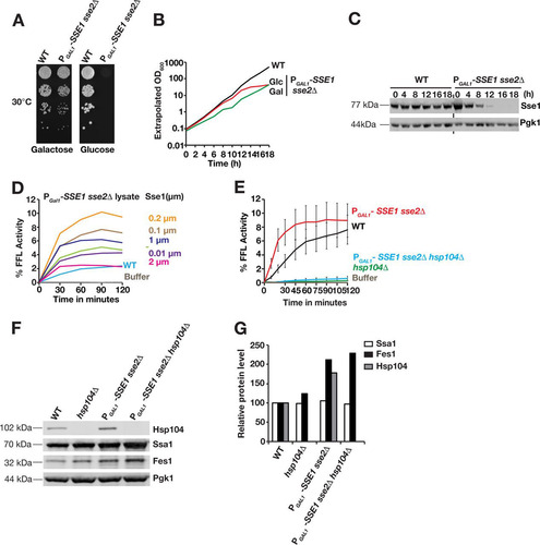 FIG 1 Sse1 accelerates Hsp104-dependent reactivation of chemically aggregated firefly luciferase in cytosolic lysates. (A) Growth of WT and PGAL1-SSE1 sse2Δ strains on media with galactose and glucose as carbon sources. Tenfold serially diluted cell suspensions were plated, and photographs were taken following 3 days of incubation at 30°C. (B) Growth of the strains in panel A was monitored by optical density determinations (extrapolated optical density at 600 nm [OD600]) following inoculation of cells in liquid glucose and galactose media. Cells were regularly diluted in prewarmed fresh medium to avoid the effects of nutrient depletion. (C) Western analysis of Sse1 expression levels following the transfer of cells from galactose medium to glucose medium as described above for panel B. Pgk1 functions as a loading control. (D) Reactivation of chemically aggregated firefly luciferase by cytosolic lysates prepared from WT and Sse1-depleted PGAL1-SSE1 sse2Δ cells grown for 18 h in glucose medium. Purified Sse1 was added to the Sse1-depleted lysates at the indicated concentrations. The reactivated fraction of the original firefly luciferase activity (% FFL Activity) was determined by luminescence measurements. (E) Reactivation of chemically aggregated firefly luciferase by cytosolic lysates prepared from WT, hsp104Δ, PGAL1-SSE1 sse2Δ, and PGAL1-SSE1 sse2Δ hsp104Δ cells grown for 18 h in glucose medium. The reactivated fraction of the original firefly luciferase activity (% Activity) was determined by bioluminescence measurements. Error bars indicate standard errors of data from triplicate experiments. (F) Western analysis of the cytosolic lysates used for panel A. (G) Quantification of the relative expression levels in panel B.